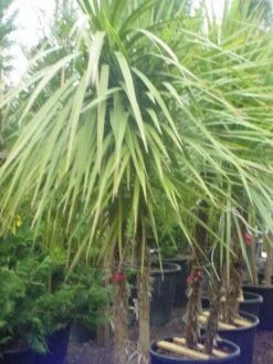 Cordyline (Cordyline Australis) -Exporteren Groei Planten Winkel 095cordylineaustralis 8
