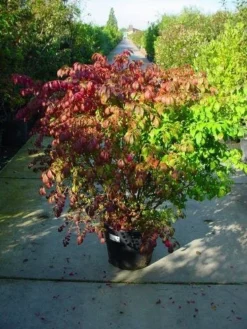 Kardinaalshoed (Euonymus Alatus) -Exporteren Groei Planten Winkel 126euonymusalatussolt 55 11
