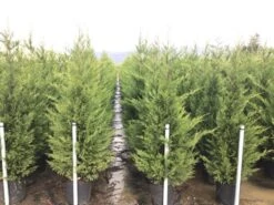 Haagconifeer (Cupressocyparis Leylandii 'Vito') -Exporteren Groei Planten Winkel 15 1