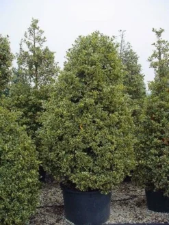 Hulst (Ilex Aquifolium 'Silver Queen') -Exporteren Groei Planten Winkel 162ilexaquif.silverqueen 5 1