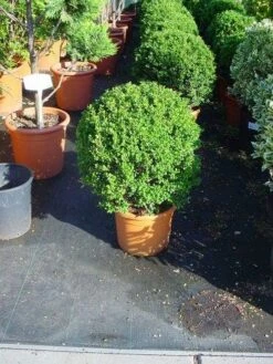 Japanse Hulst In Bolvorm (Ilex Crenata 'Convexa') -Exporteren Groei Planten Winkel 181ilexcrenataconvexabol 3 1