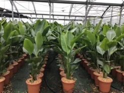 Paradijsvogelplant (Strelitzia Nicolai)