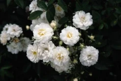 Miniklimroos (Rosa 'Guirlande D'Amour') -Exporteren Groei Planten Winkel 20060518173342 1