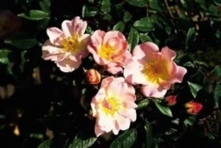 Miniklimroos (Rosa 'Open Arms') -Exporteren Groei Planten Winkel 20060522130052 1