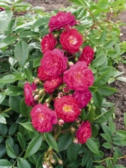 Miniklimroos (Rosa 'Perennial Blue') -Exporteren Groei Planten Winkel 20060522131138 1
