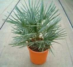 Dwergpalm (Chamaerops Humilis 'Cerifera') -Exporteren Groei Planten Winkel 20060622161932 2