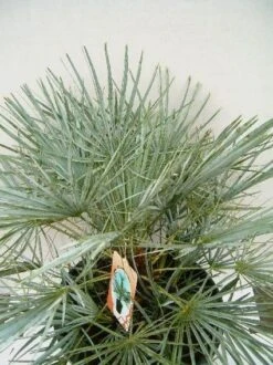 Dwergpalm (Chamaerops Humilis 'Cerifera') -Exporteren Groei Planten Winkel 20060719133839 2