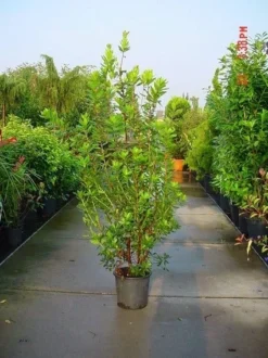 Aardbeiboom Als Struik (Arbutus Unedo) -Exporteren Groei Planten Winkel 20070704144114 7
