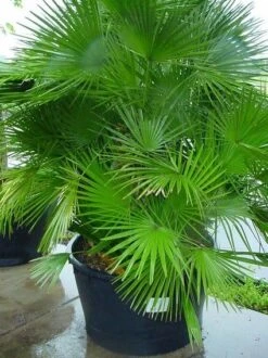 Dwergpalm (Chamaerops Humilis 'Vulcano') -Exporteren Groei Planten Winkel 20070814190943 8
