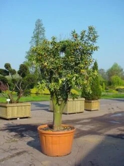 Kumquat (Citrus Kumquat) -Exporteren Groei Planten Winkel 20070814193018 7