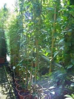 Bosrank, Groenblijvend (Clematis Armandii) -Exporteren Groei Planten Winkel 20070814193958 5