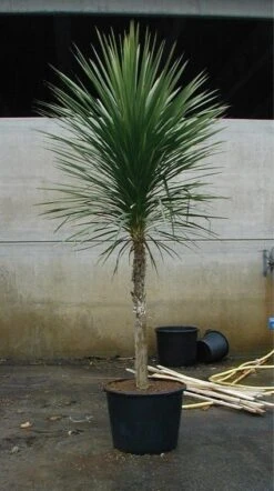 Cordyline (Cordyline Australis) -Exporteren Groei Planten Winkel 20070816135339 8