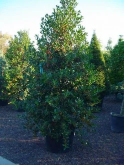 Hulst (Ilex Aquifolium J.C. Van Tol) -Exporteren Groei Planten Winkel 20070923222216 11