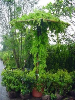 Blauwe Regen (Wisteria Sinensis) -Exporteren Groei Planten Winkel 20071130090736 20
