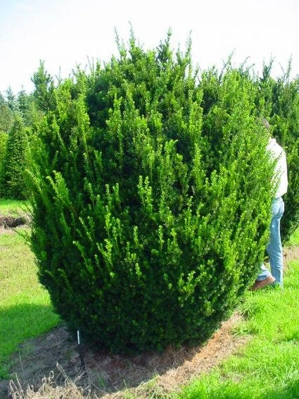 Taxus (Taxus Media 'Hicksii') 1 Taxus (Taxus Media 'Hicksii')