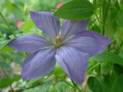 Bosrank (Clematis 'Mrs Cholmondeley') 11 Bosrank (Clematis 'Mrs Cholmondeley') -Exporteren Groei Planten Winkel 20080717140453 1