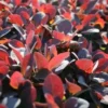 Zuurbes (Berberis Thunbergii 'Atropurpurea')