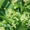 Wilde Kardinaalsmuts, Bosplantsoen (Euonymus Europaeus)