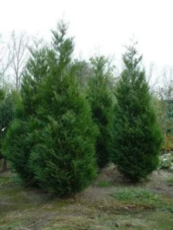 Levensboom (Thuja Plicata 'Atrovirens') -Exporteren Groei Planten Winkel 20081113143929 16