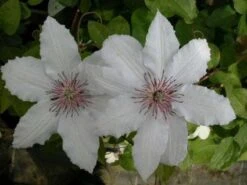 Bosrank (Clematis 'Snow Queen') -Exporteren Groei Planten Winkel 20081120141931 1