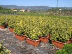 Kardinaalshoed Als Meeneemhaag (Euonymus Japonicus 'Aureus) -Exporteren Groei Planten Winkel 20090322111357 2 1