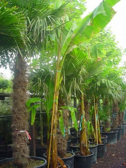 Bananenboom (Musa Basjoo) 1 Bananenboom (Musa Basjoo)