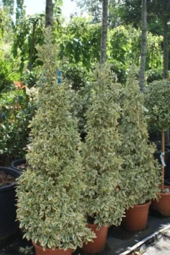 Kardinaalshoed Als Pyramide (Euonymus Japonicus 'Bravo') -Exporteren Groei Planten Winkel 20100712164204 3