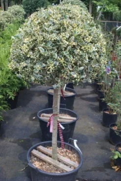Hulst Op Stam (Ilex 'Argentea Marginata') -Exporteren Groei Planten Winkel 20100712171848 1