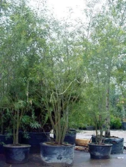 Mimosa (Acacia Dealbata) -Exporteren Groei Planten Winkel 20100906111139 7