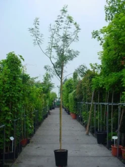 Mimosa Als Boom (Acacia Dealbata) -Exporteren Groei Planten Winkel 20100906111726 7