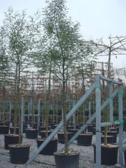 Mimosa Als Boom (Acacia Dealbata) -Exporteren Groei Planten Winkel 20100906111736 6