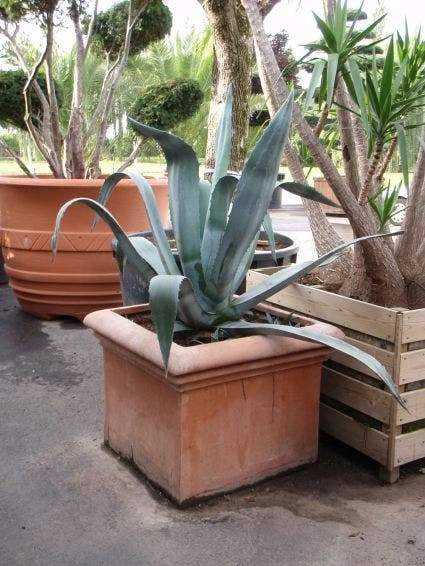 Agave (Agave Americana) 2 Agave (Agave Americana) - Afbeelding 2