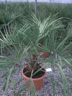 Geleipalm (Butia Capitata) -Exporteren Groei Planten Winkel 20101209131859 6