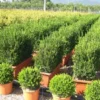 Buxus Meeneemhaag (Buxus Microphylla 'Faulkner')