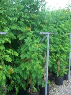 Trompetbloem (Campsis Tagliabuana 'Mme Galen') -Exporteren Groei Planten Winkel 20101209155845 9