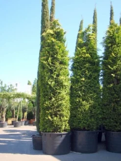 Gele Haagconifeer (Chamaecyparis Lawsoniana 'Ivonne') -Exporteren Groei Planten Winkel 20101212171752 10