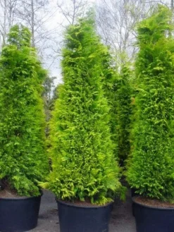 Gele Haagconifeer (Chamaecyparis Lawsoniana 'Stardust') -Exporteren Groei Planten Winkel 20101212172706 7