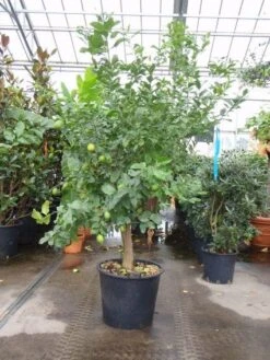 Citroen (Citrus Lemonium)