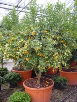 Kumquat (Citrus Kumquat) -Exporteren Groei Planten Winkel 20101213091756 7