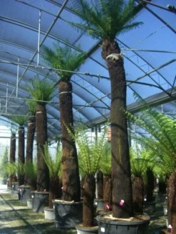 Boomvaren (Dicksonia Antarctica) -Exporteren Groei Planten Winkel 20101213133314 11