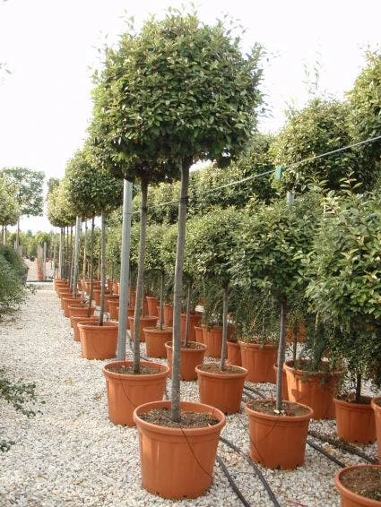 Olijfwilg Als Boom (Elaeagnus Ebbingei) 2 Olijfwilg Als Boom (Elaeagnus Ebbingei) - Afbeelding 2