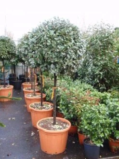 Olijfwilg Op Stam (Elaeagnus Ebbingei) -Exporteren Groei Planten Winkel 20101213141424 3