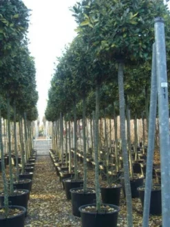 Olijfwilg Als Boom (Elaeagnus Pungens 'Maculata') -Exporteren Groei Planten Winkel 20101213143756 2