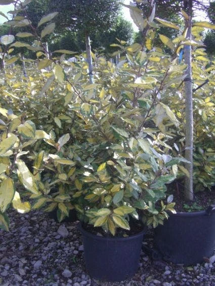 Olijfwilg (Elaeagnus Ebbingei 'Elaeador') 1 Olijfwilg (Elaeagnus Ebbingei 'Elaeador')