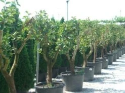 Kaki (Diospyros Kaki) -Exporteren Groei Planten Winkel 20101213150225 8