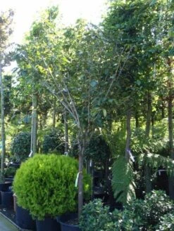 Kaki (Diospyros Kaki) -Exporteren Groei Planten Winkel 20101213150233 8