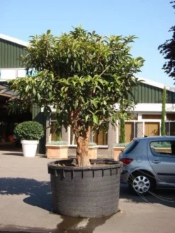 Japanse Mispel (Eriobotrya Japonica) -Exporteren Groei Planten Winkel 20101213154517 7