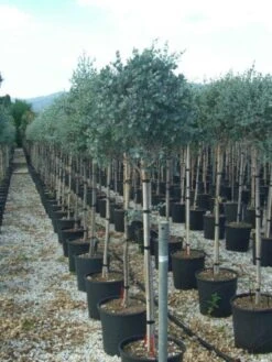 Eucalyptus Op Stam (Eucalyptus Gunnii)