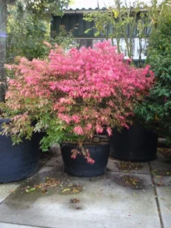 Kardinaalshoed (Euonymus Alatus) -Exporteren Groei Planten Winkel 20101213160900 55 11