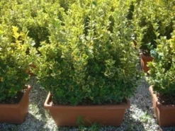 Kardinaalshoed Als Meeneemhaag (Euonymus Japonicus 'Aureus) -Exporteren Groei Planten Winkel 20101213162151 2 1